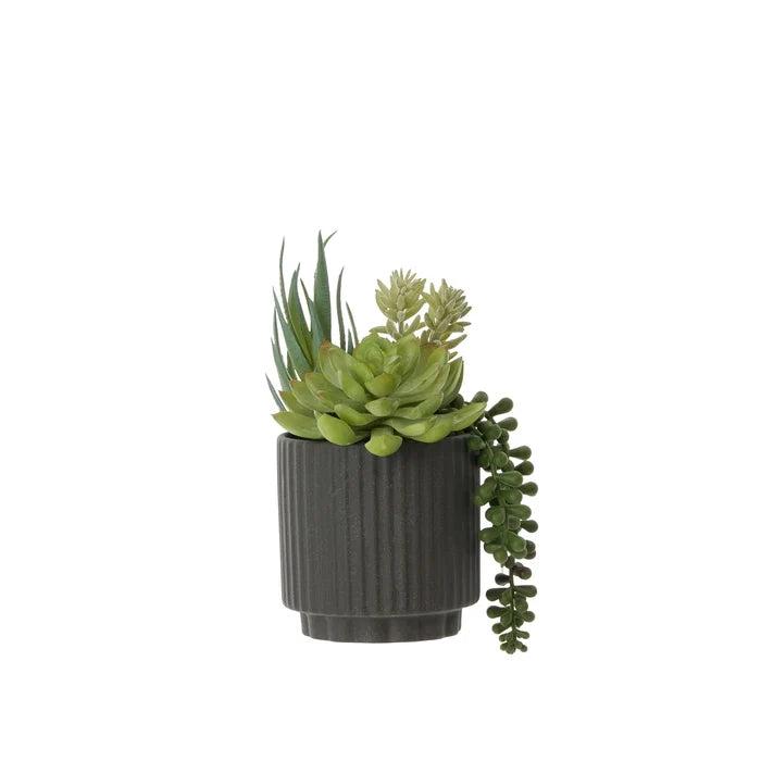 Aloe Succulent Mix Pot Green