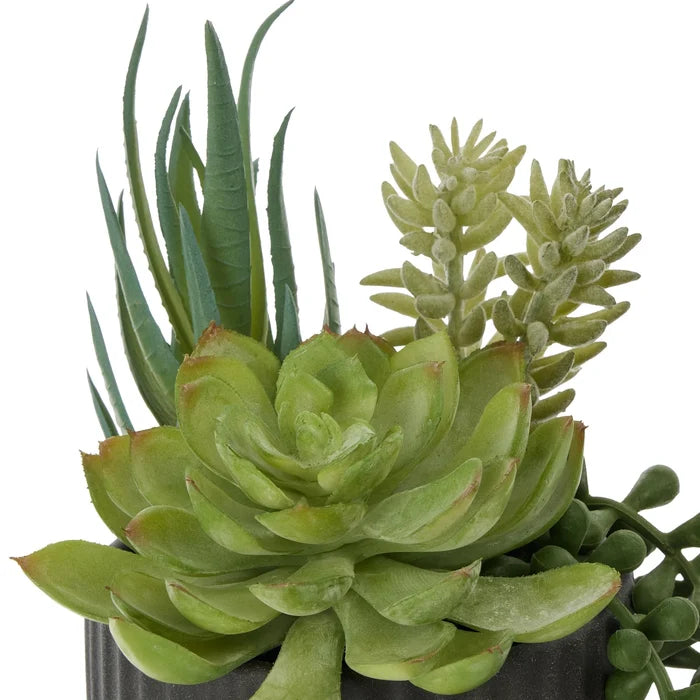 Aloe Succulent Mix Pot Green