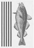 Ekelund Cod