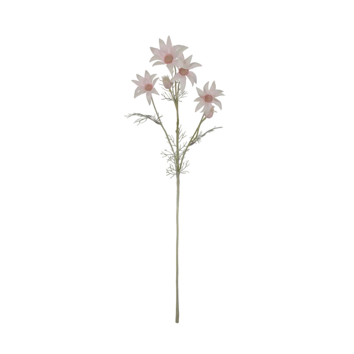 Flannel Flower Stem / Pink